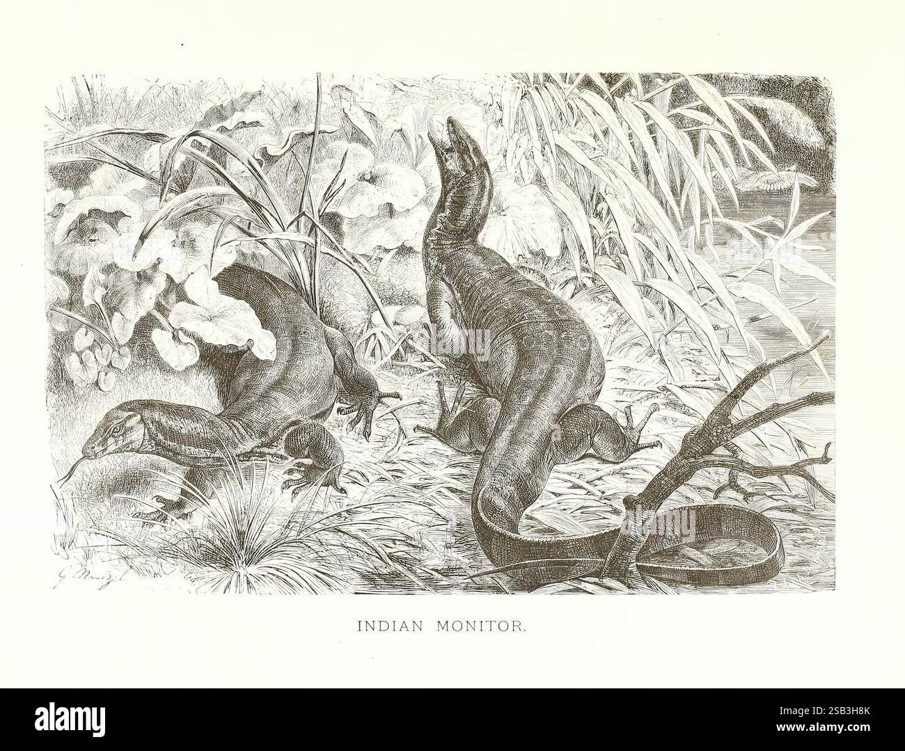 Monitor pictorial works hi-res stock photography and images - Alamy