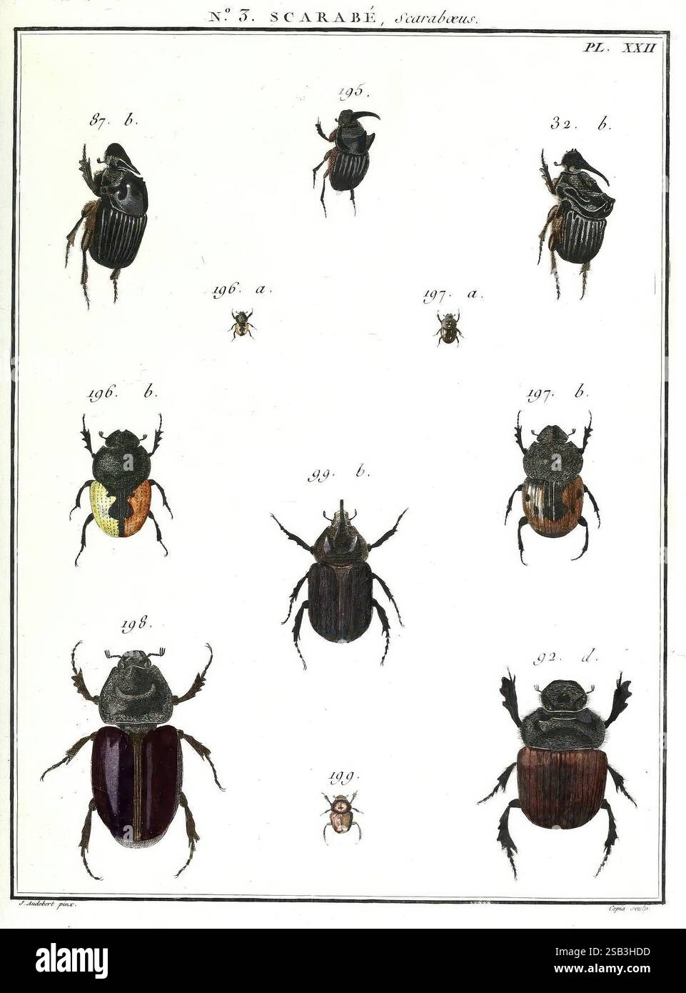 Insect Systematics Systematic display of various beetles hi-res stock photography and ...