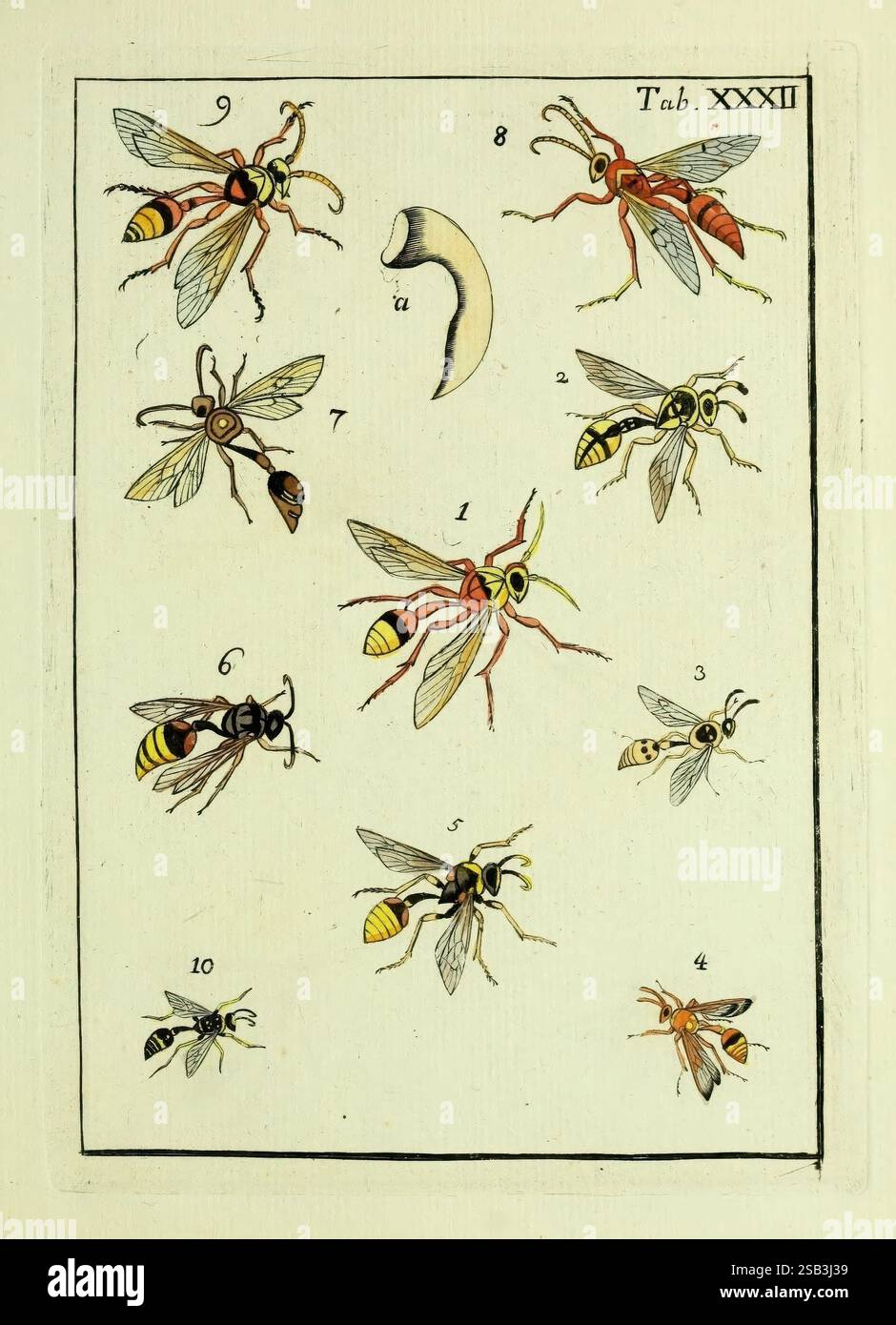 Numeral Insect Curved object labeled hi-res stock photography and images - Alamy