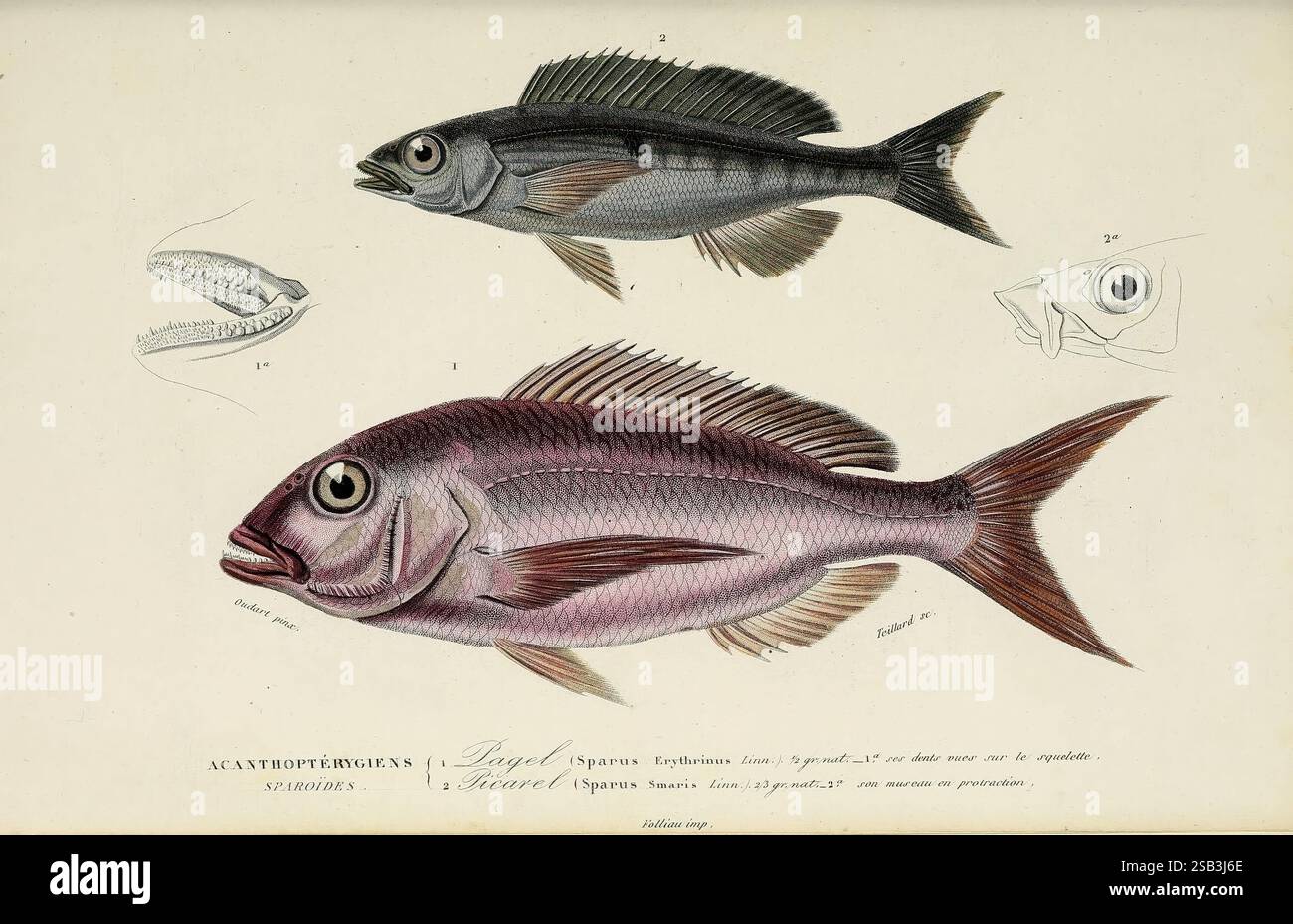 Pronounced fin structure hi-res stock photography and images - Alamy