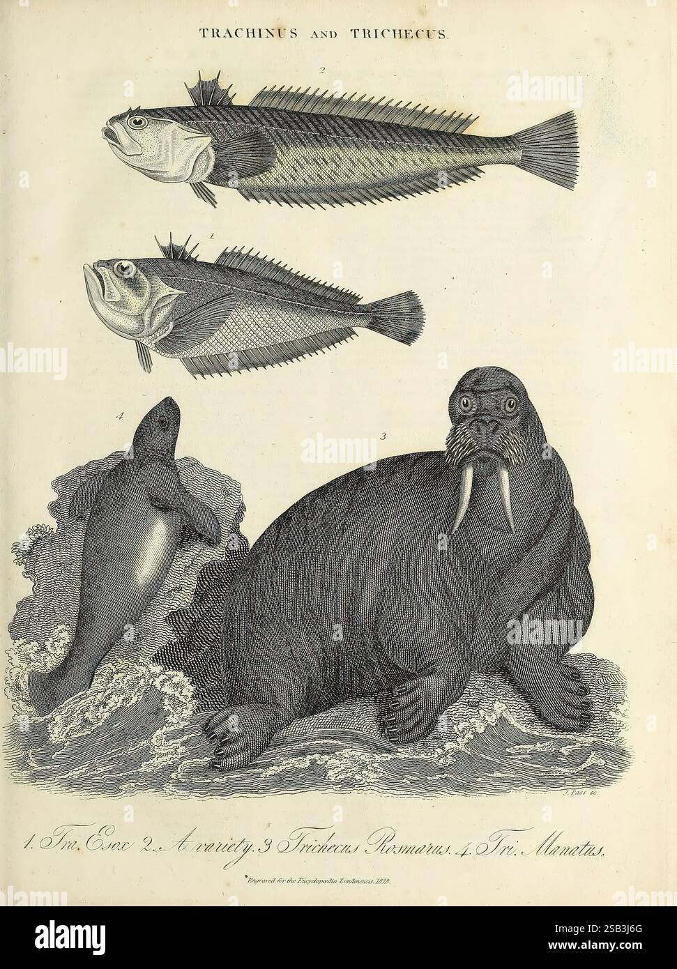 Specifically three distinct fish species hi-res stock photography and ...