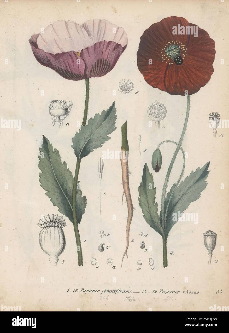 Striking red poppy exhibits bold hi-res stock photography and images ...