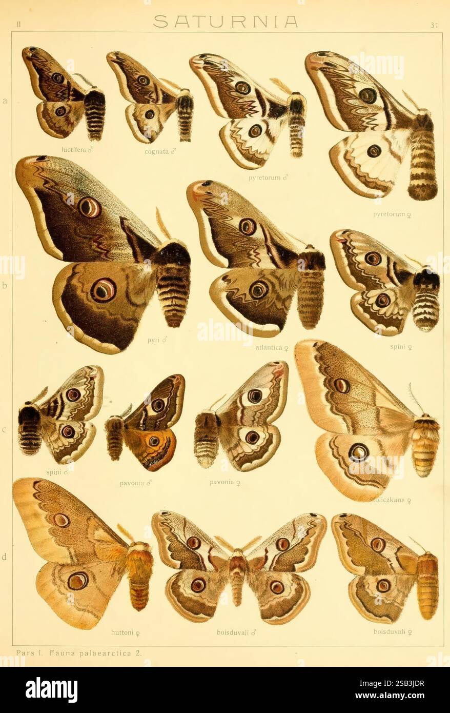 Die Gross-Schmetterlinge der Erde, Stuttgart, Alfred Kernen, 1909 ...