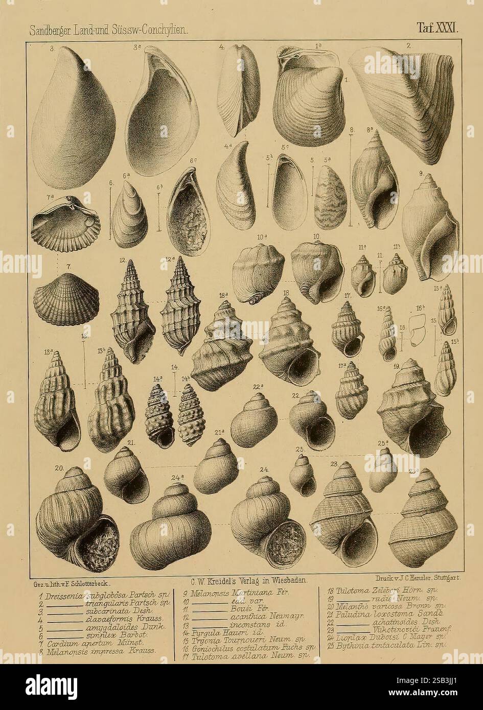 HOMEMAXS Sea Shell Specimens For Teaching Geology Enthusiasts Assorted Colors 2pcs