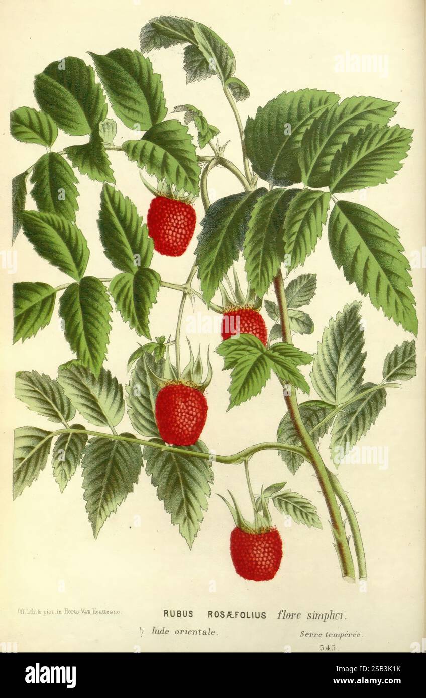 Botanical Name For Raspberry Raspberry van hi-res stock photography and images - Alamy