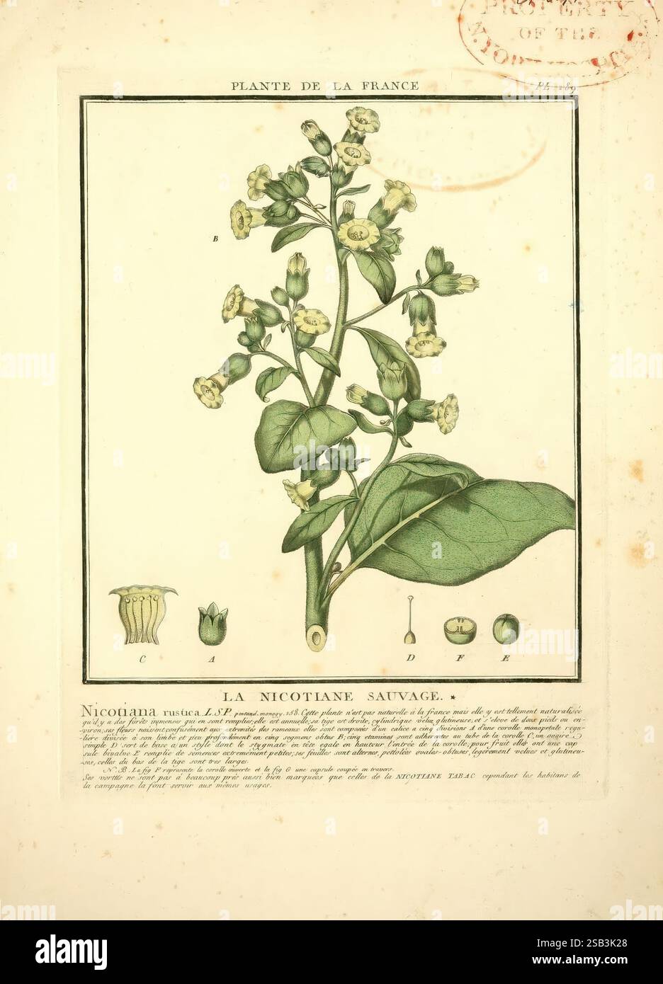 is tree tobacco poisonous Nicotiana glauca (tree tobacco) is tree tobacco poisonous Nicotiana glauca (tree tobacco)
