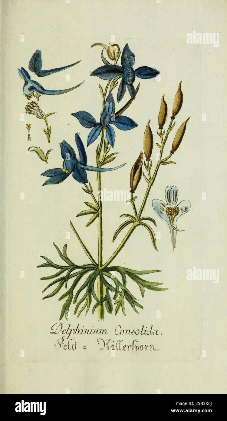 Plantarum indigenarum et exoticarum icones ad vivum coloratae oder ...