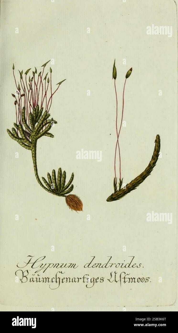 Plantarum indigenarum et exoticarum icones ad vivum coloratae, oder ...