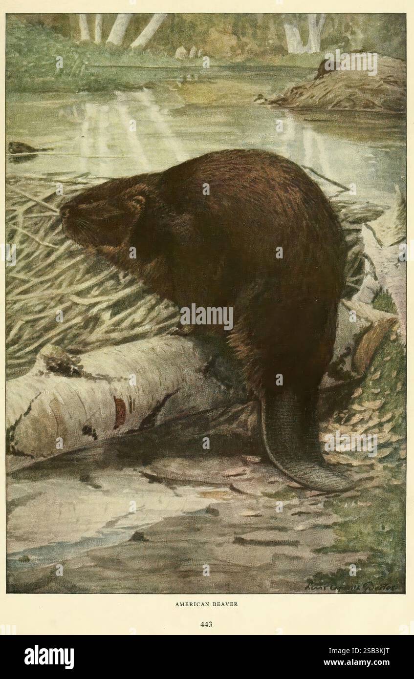 Animals characteristic features hi-res stock photography and images - Alamy