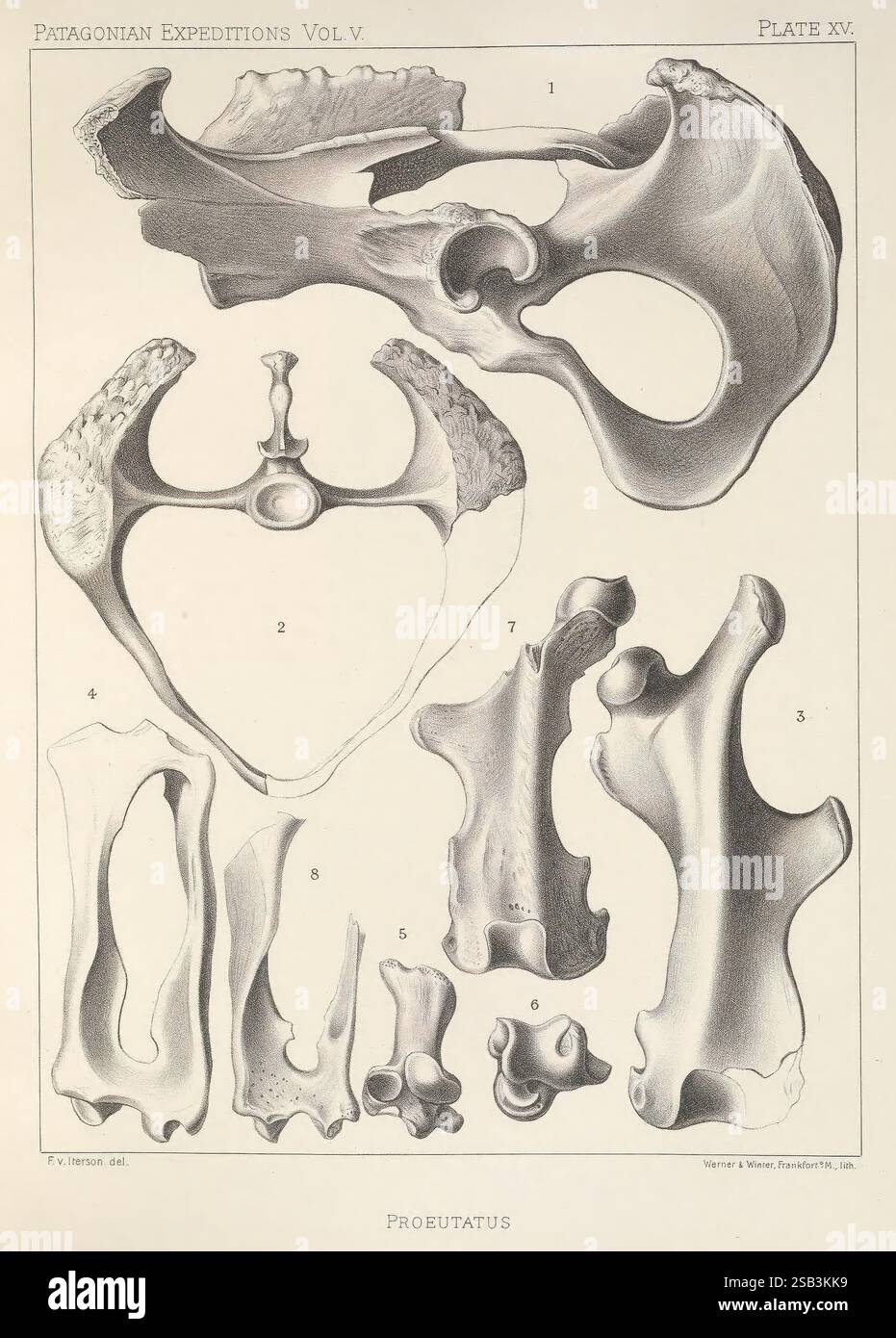 Proarticulates Reports of the Princeton University Expeditions to Patagonia, 1896-1899 ...