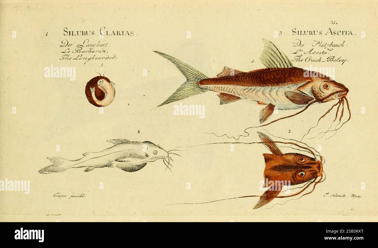 Ichthyologie ou Histoire naturelle des poissons, Berlin, Chez l'auteur ...