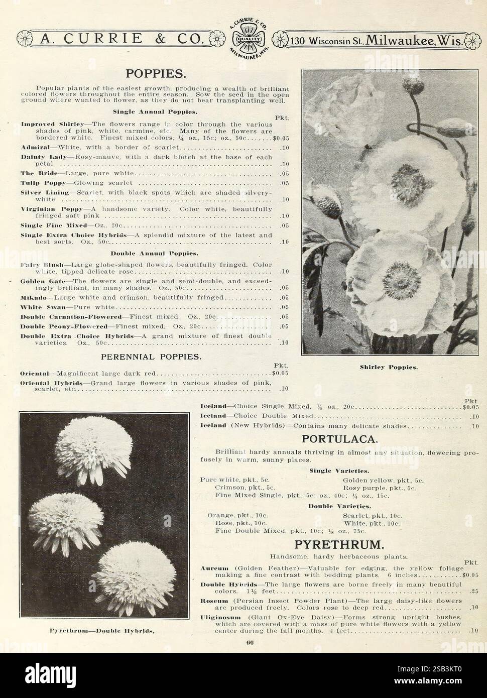 Improved shirley poppy hires stock photography and images Alamy