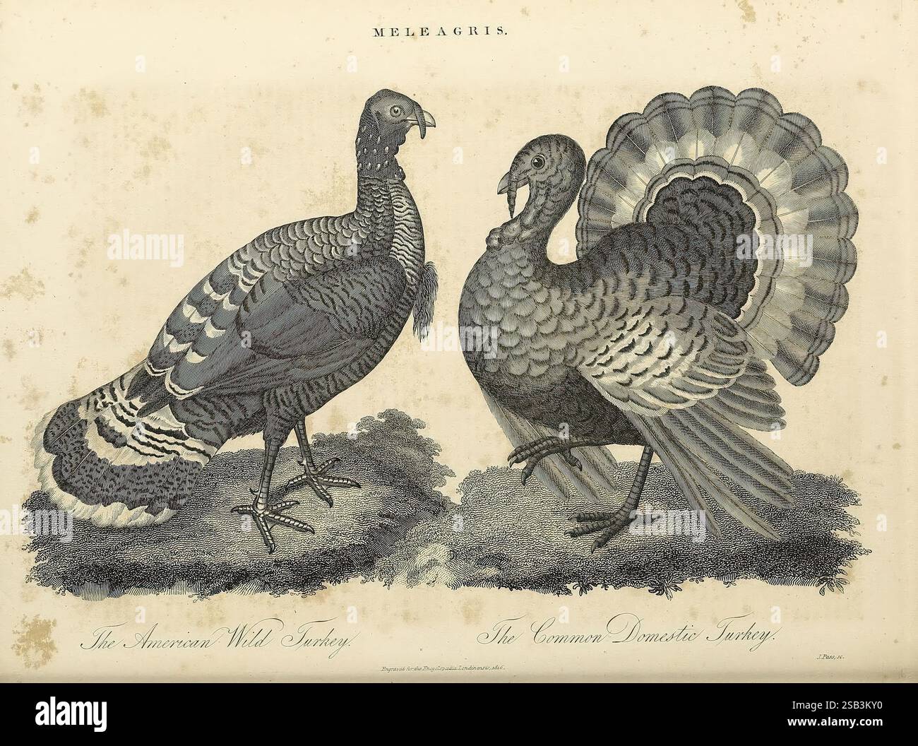 Domesticated features hi-res stock photography and images - Alamy