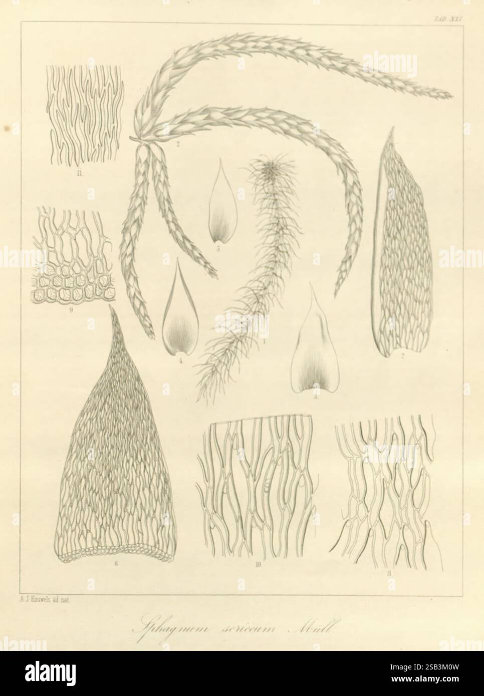 Bryologia, javanica, Lugduni-Batavorum, Leiden, E. J. Brill, 1855-1870 ...