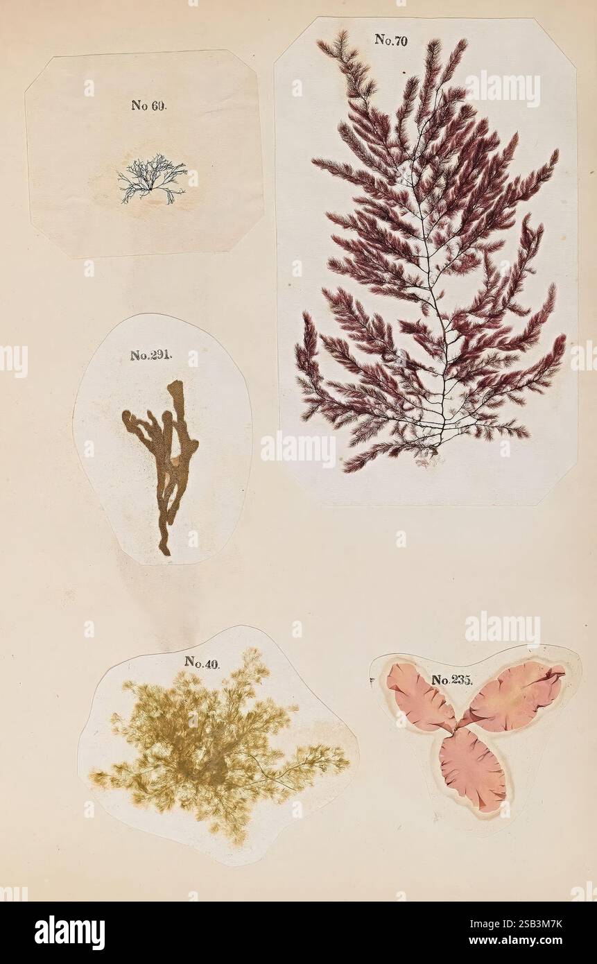 Various pressed marine algae specimens hi-res stock photography and ...