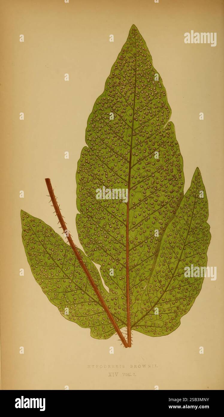 Ferns: British and exotic 1856-60. ferns, The illustration displays a ...