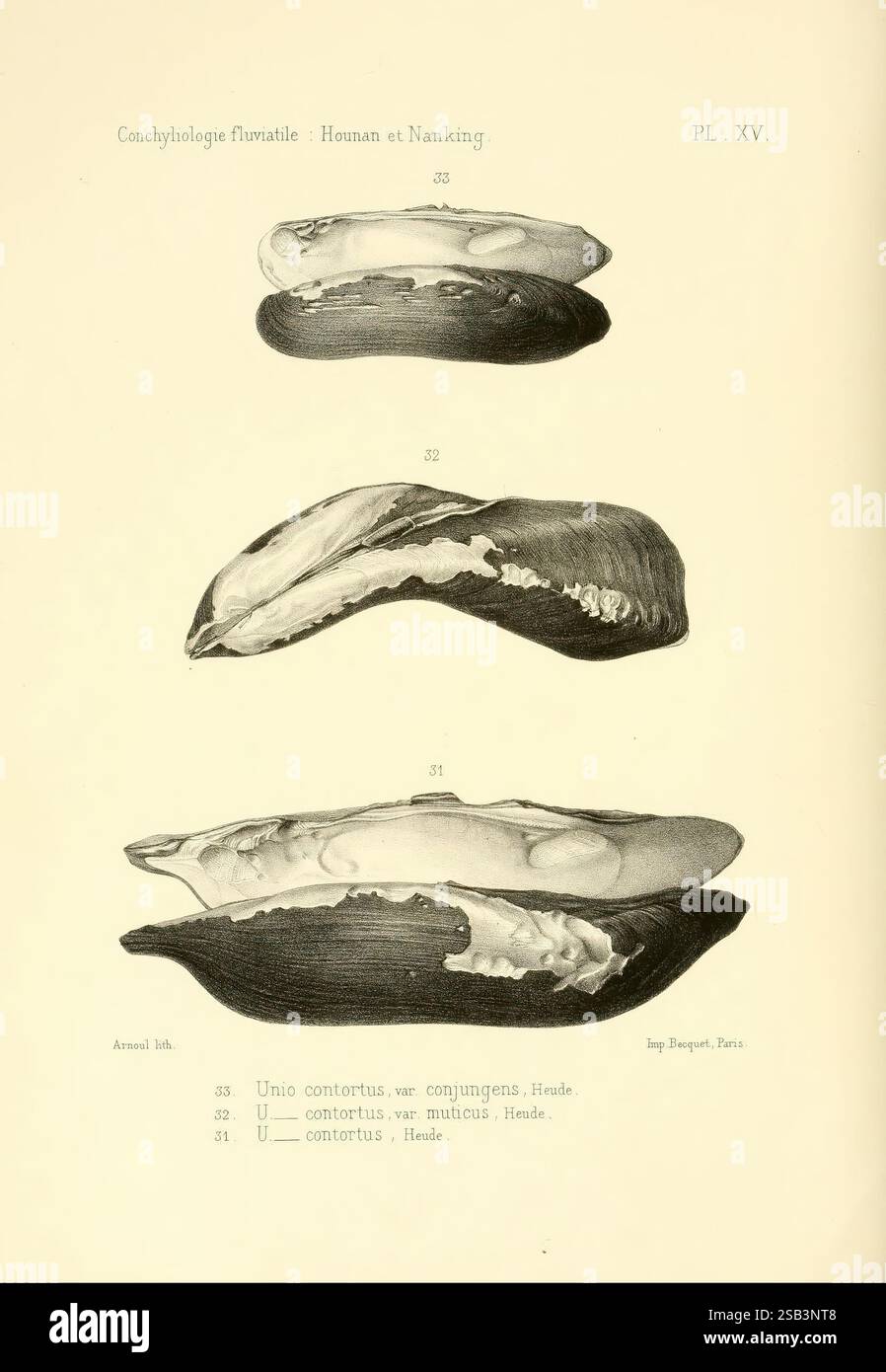 Conchyliologie fluviatile de la province de Nanking et de la Chine ...
