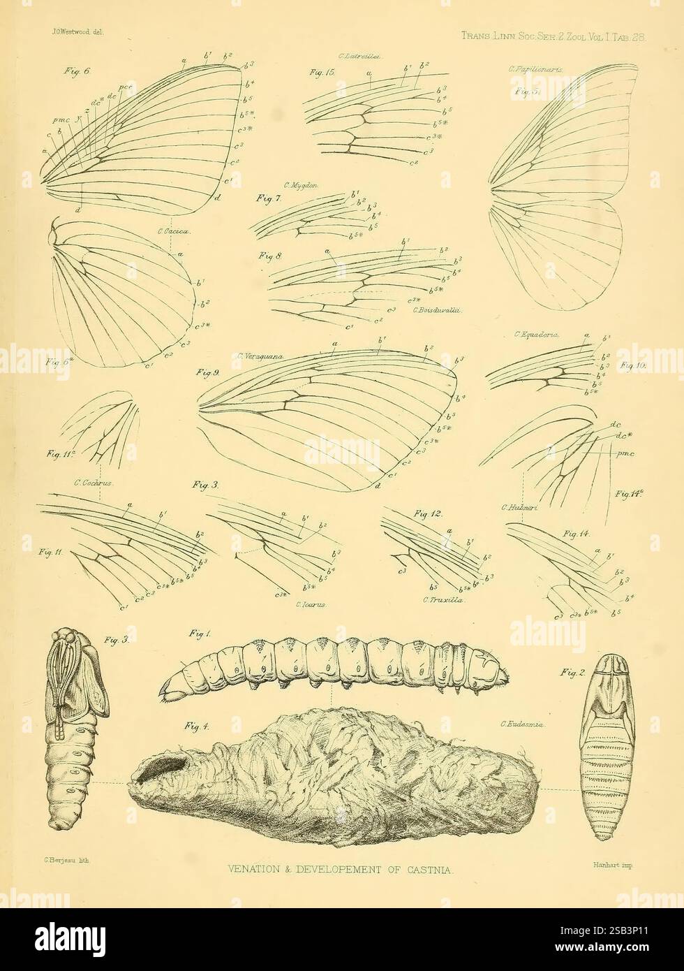 Lepidopterorum Brasiliae species novae iconibus illustratae. [Vienna ...
