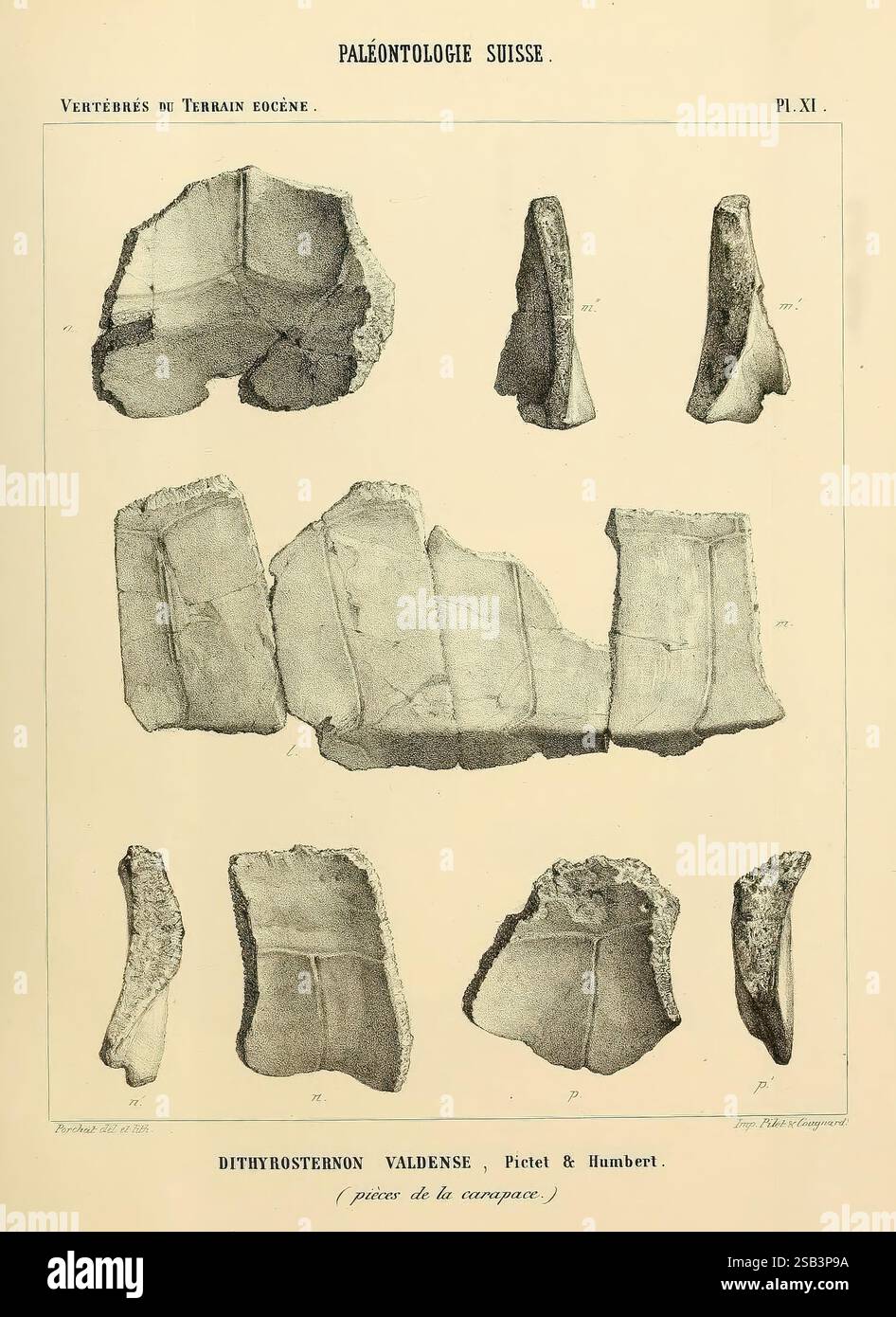 Paleontology suisse hi-res stock photography and images - Alamy