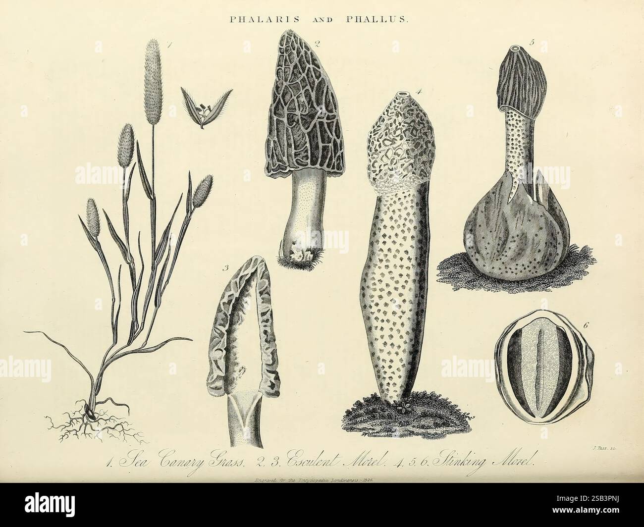 Propitor Shape Encyclopaedia Londinensis, or Universal Dictionary of Arts, Sciences ...