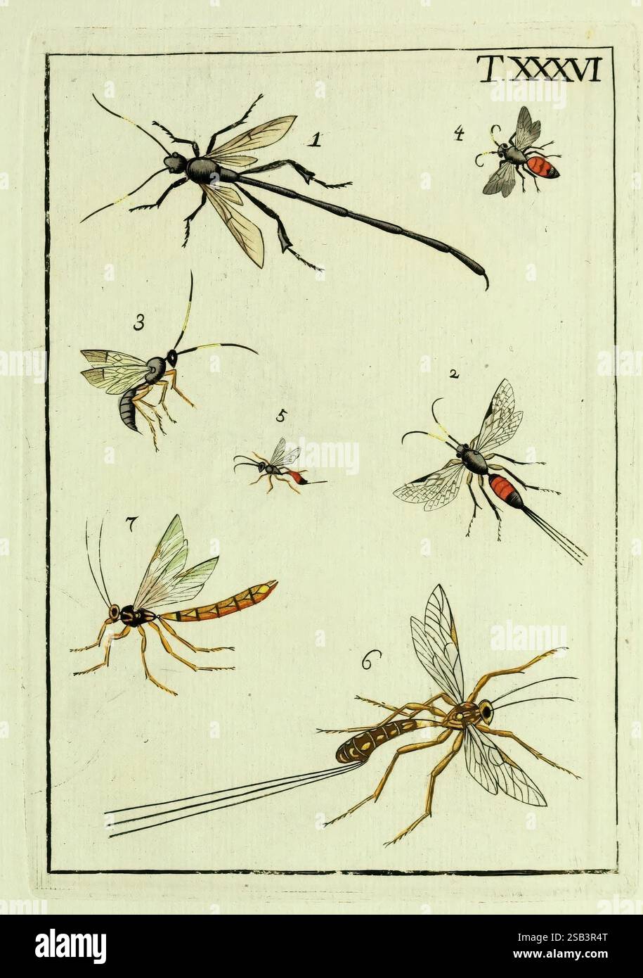 Naturgeschichte Klassification und Nomenclatur der Insekten vom Bienen ...