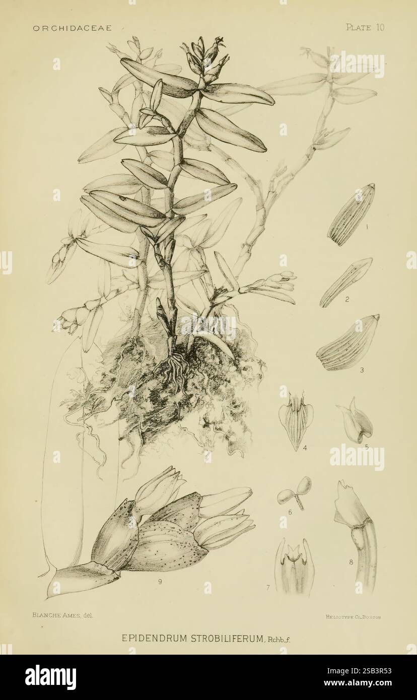 Orchidaceae, 1905-22, Monocotyledoneae, Orchidaceae, orchids, Blanche ...