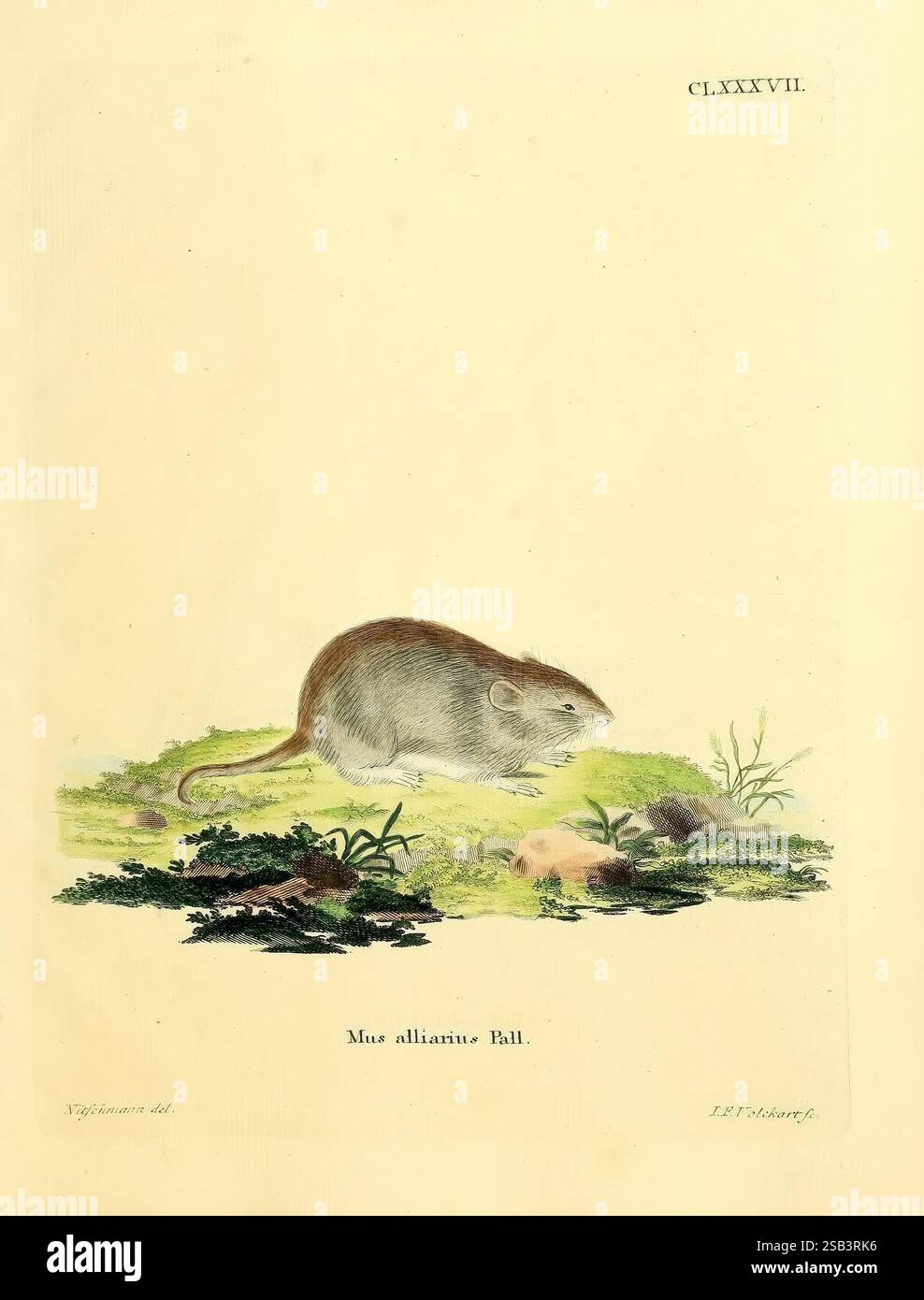 Die Säugetiere in Abbildungen nach der Natur, Erlangen, Expedition des ...
