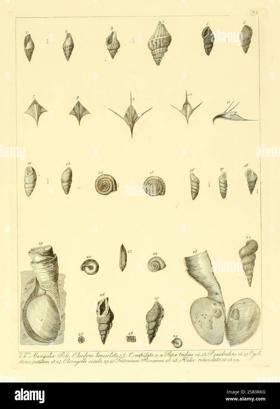 Shells feature diverse textures hi-res stock photography and images - Alamy