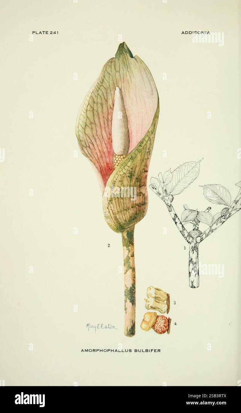 Addisonia, New York, New York Botanical Garden, 1916-1964, periodicals ...