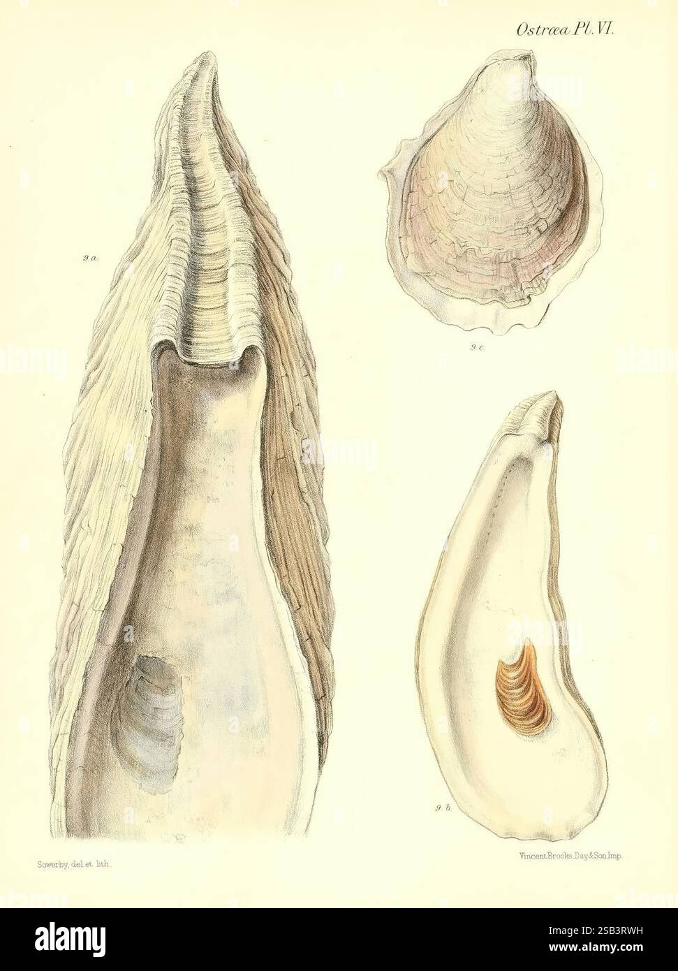 Conchologia iconica, or Illustrations of the shells of molluscous ...