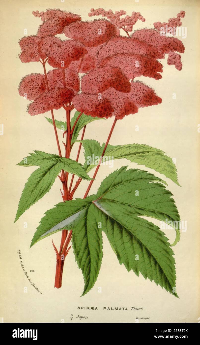 Flore des serres et des jardins de l'Europe, A Gand, chez Louis van Houtte, éditeur, 1845-1880, taxonomy: family= Rosaceae, flowers, botany, taxonomy: kingdom= Plantae, Spiraea palmata, Filipendula rubra, Queen of the prairie, An intricate illustration of Spiraea palmata, showcasing its delicate clusters of feathery pink flowers atop verdant green foliage. The flowers, composed of numerous tiny blossoms, create a soft, textured appearance, while the leaves exhibit a rich, detailed pattern with prominent veins. The artwork is labeled with the species name and hints at its origins from Japan, ca Stock Photo