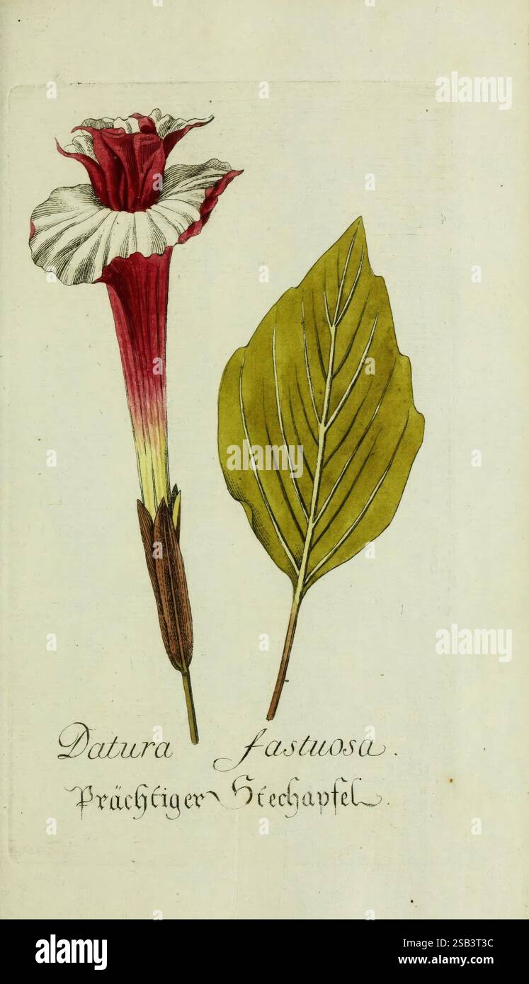 Plantarum indigenarum et exoticarum icones ad vivum coloratae, oder, Sammlung nach der Natur gemalter Abbildungen inn- und ausländlischer Pflanzen, für Liebhaber und Beflissene der Botanik, plants, fast, botany, pictorial works, Datura fastuosa., An elegant illustration featuring a Datura fastuosa flower, showcasing its striking tubular shape and vibrant coloration, transitioning from rich burgundy at the base to a creamy white at the opening. Beside the flower, a detailed depiction of a large, green leaf, highlighting its prominent veins and broad structure. Below the illustrations, the botan Stock Photo