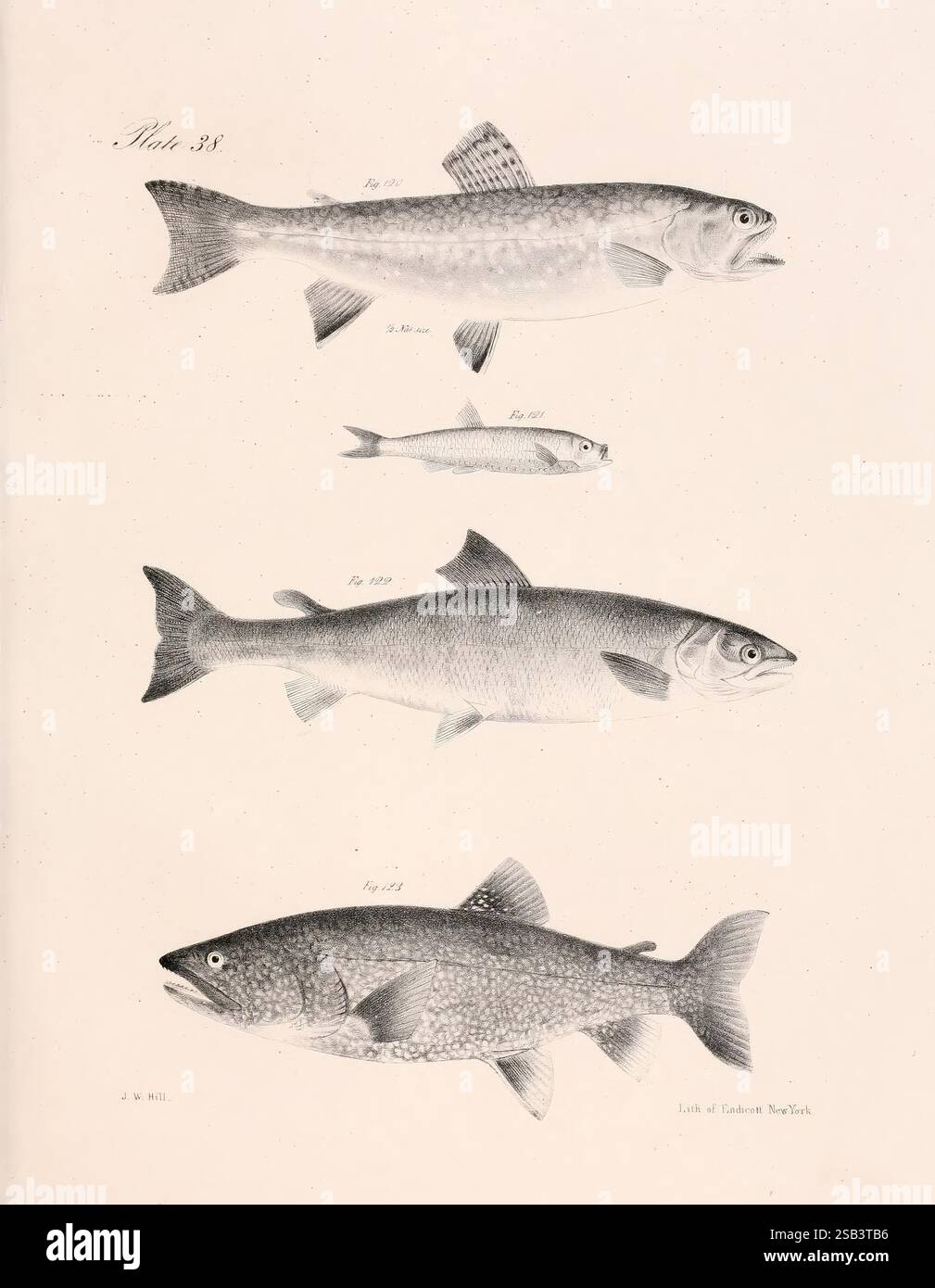 Zoology of New York Albany W. & A. White & J. Visscher 1842-44 Natural ...