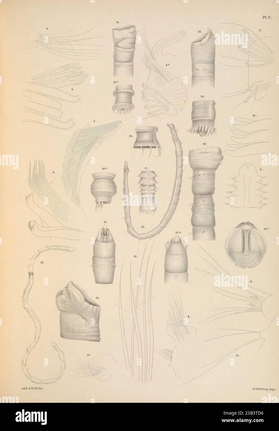 Polychaetae Labeled Illustrated diagram showcases hi-res stock photography and images - Alamy
