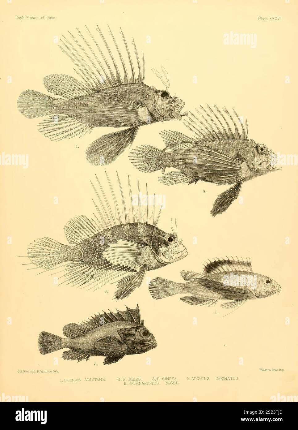 The fishes of India, [1875]-1878. India, Burma, Indian Ocean, Sri Lanka ...
