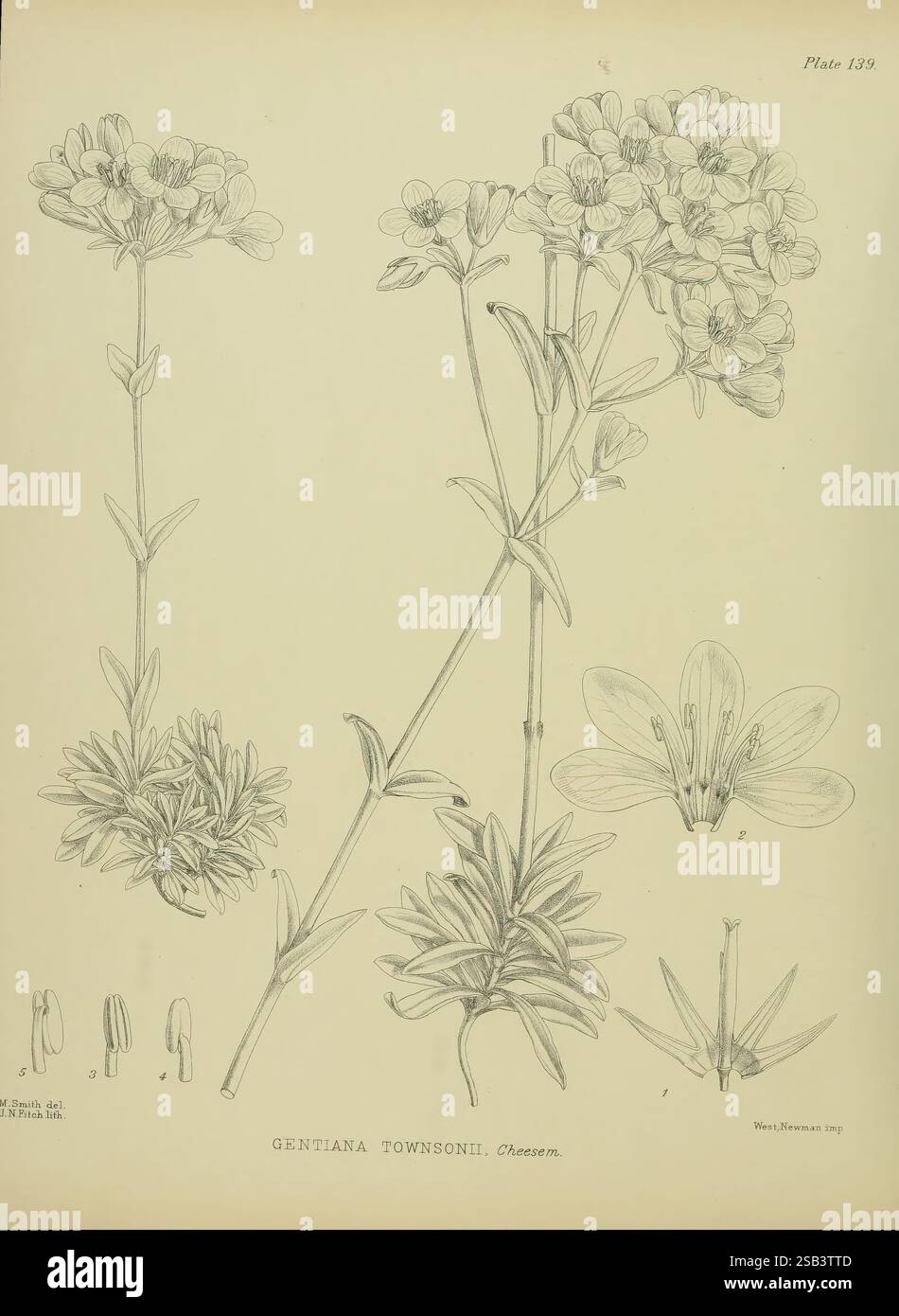 Science matilda smith taxonomy hi-res stock photography and images - Alamy