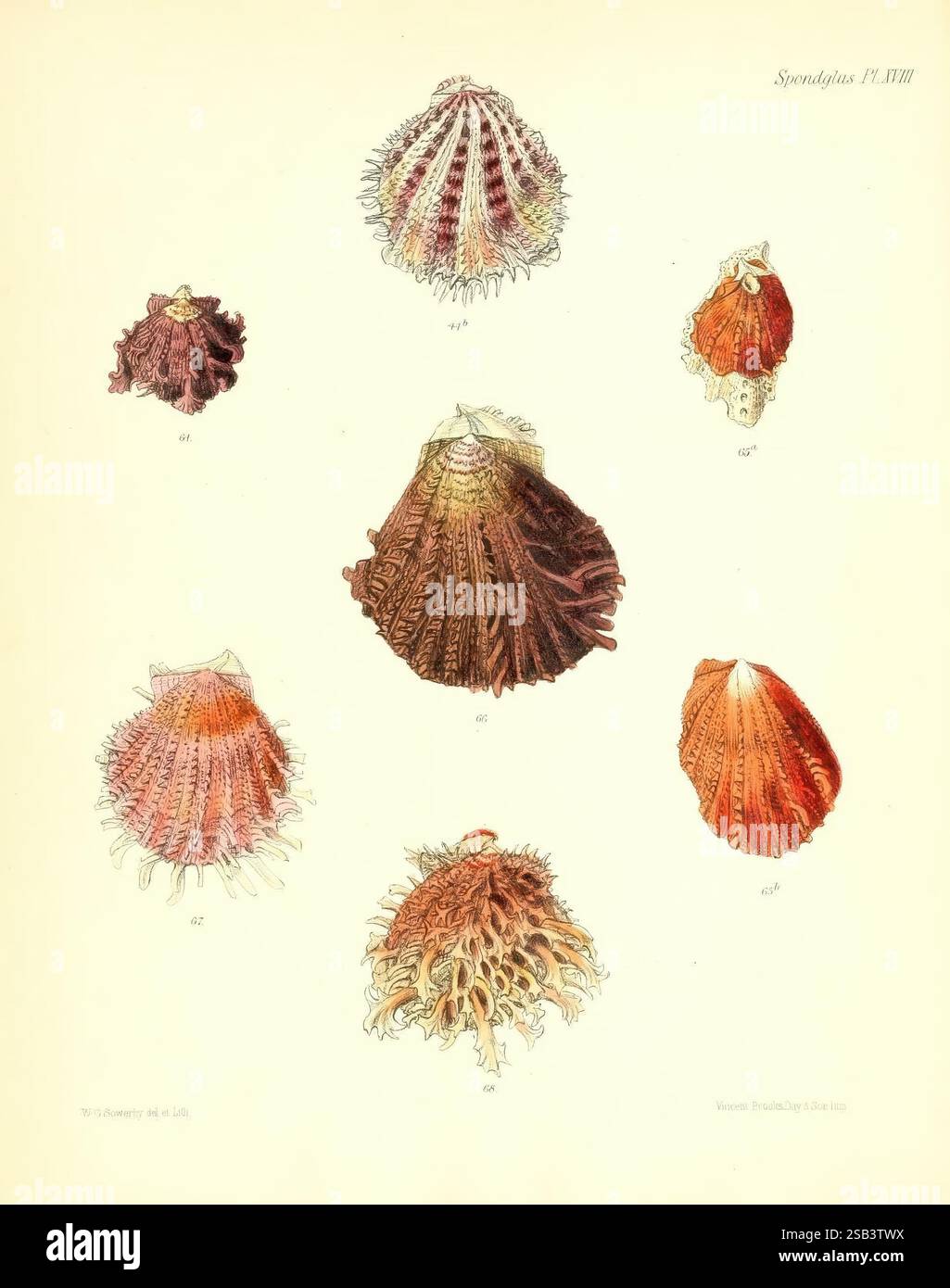 Conchologia Iconica, or Illustrations of the shells of molluscan ...