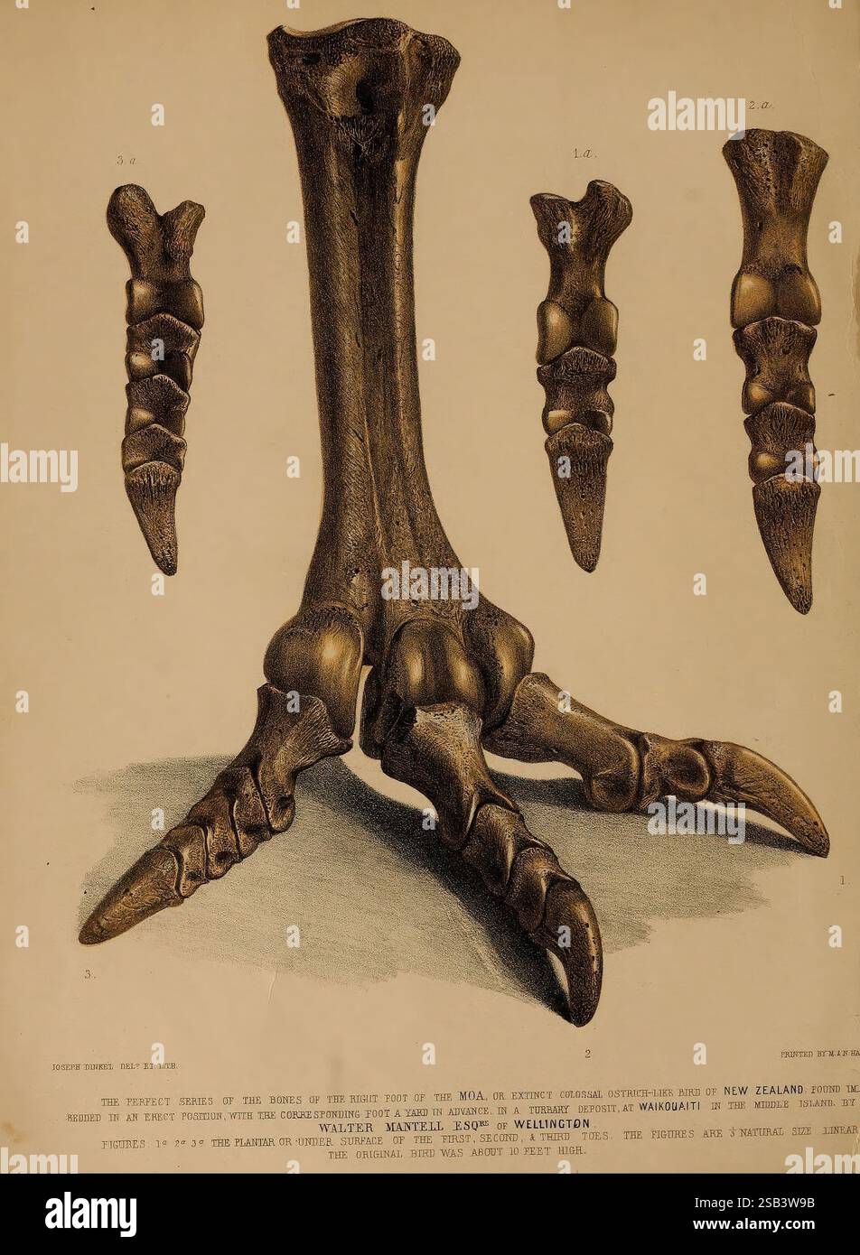 A pictorial atlas of fossil remains, 1850, paleontology, pictorial ...