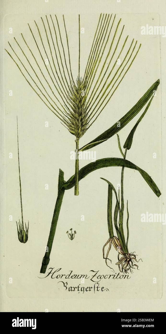 Plantarum indigenarum et exoticarum icones ad vivum coloratae, oder ...