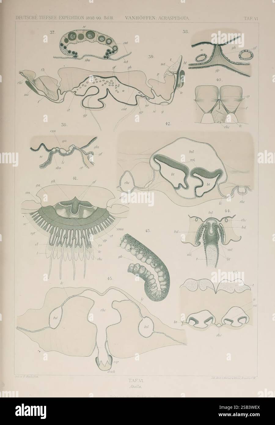 Labeled diagram features different organisms hi-res stock photography