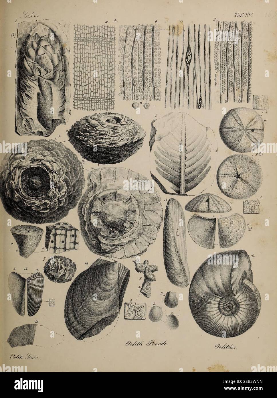 Various individual shells hi-res stock photography and images - Alamy