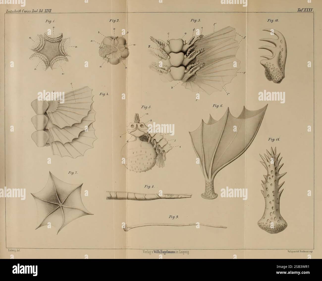 Shell Or Exoskeleton Patterns Displaying distinct body shapes hi-res stock photography and images - Alamy