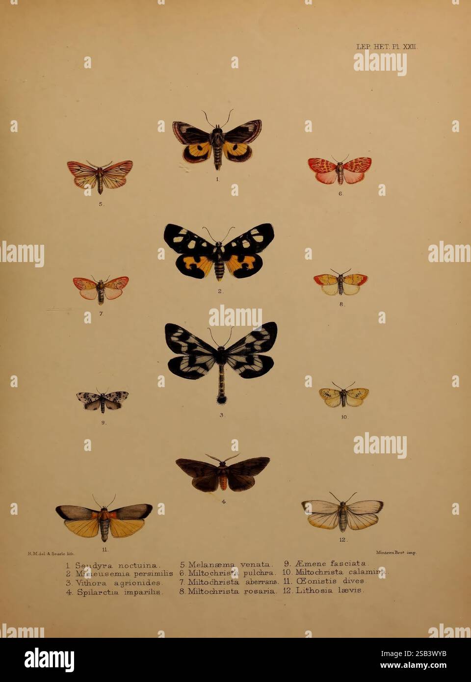 Muted Insect Illustrations of typical specimens of Lepidoptera, Heterocera in the ...