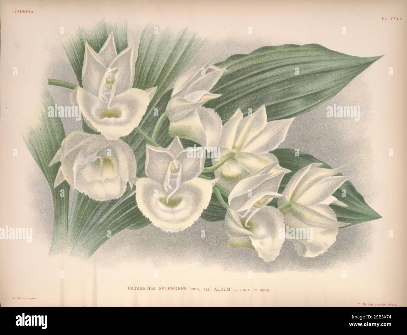 Curated visual reference: Fresh Look at Orchids Embody Hi Res Stock Photography And Images