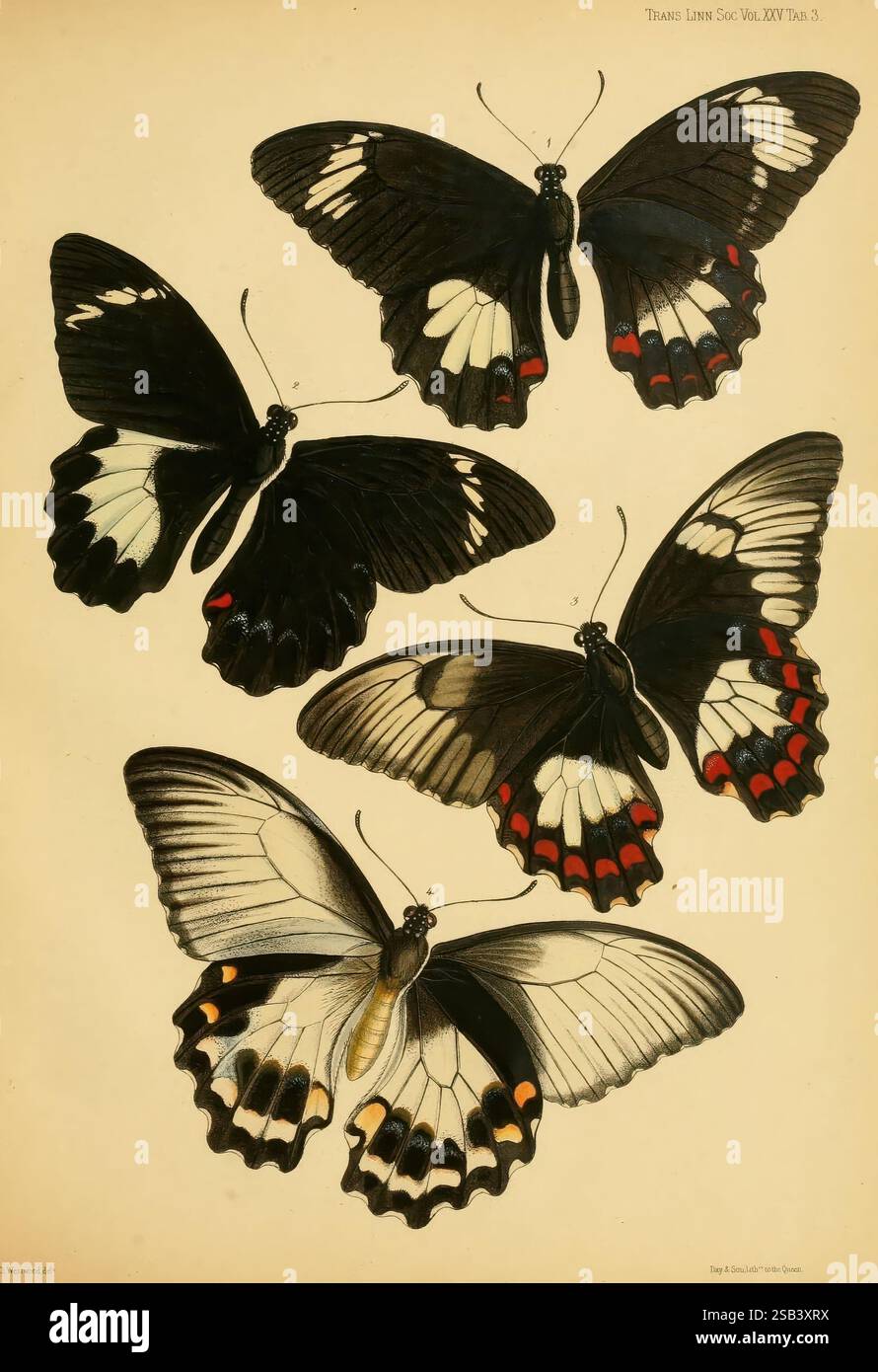 On the phenomena of variation and geographical distribution as ...