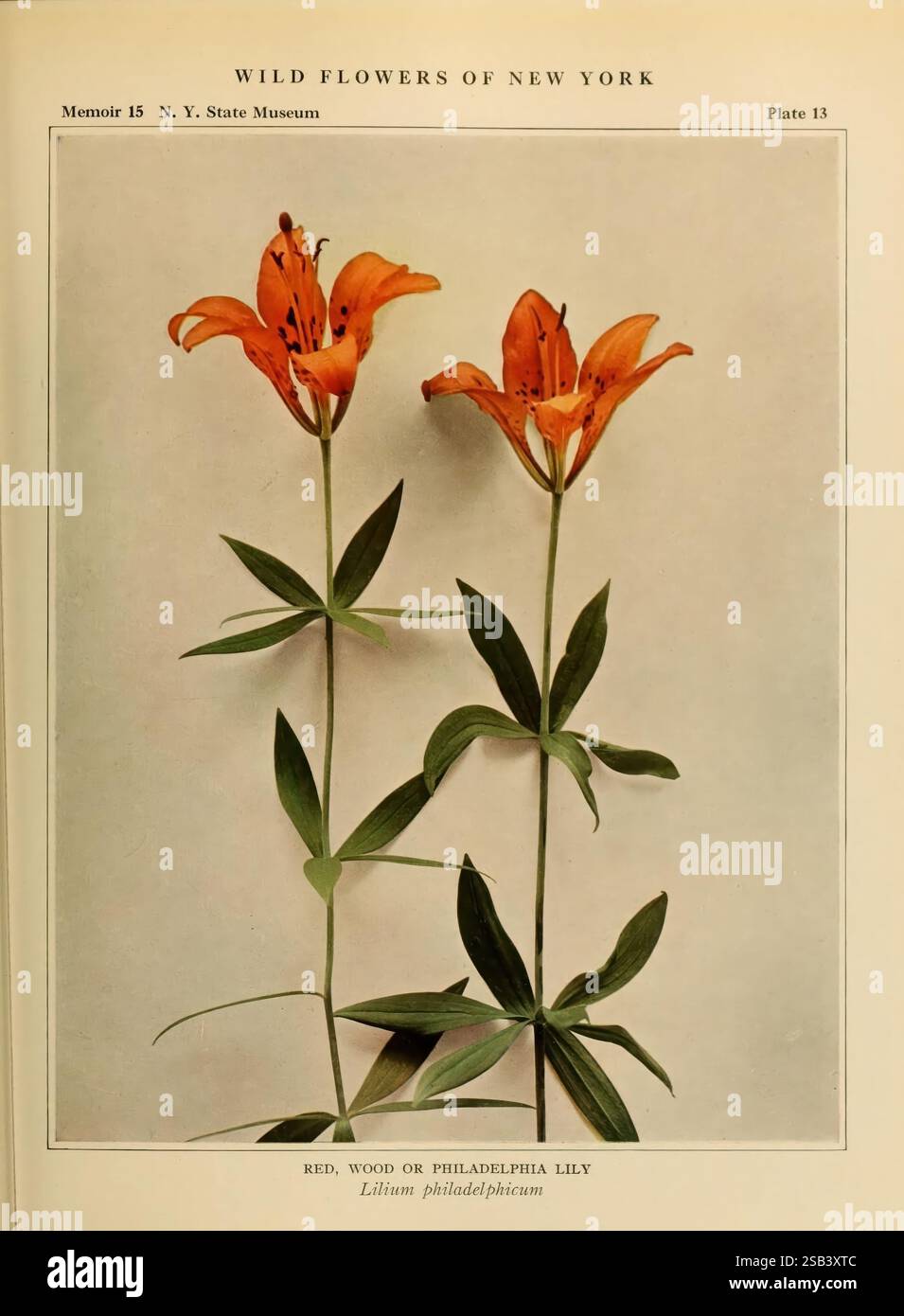 Wildflower catalog hires stock photography and images Alamy