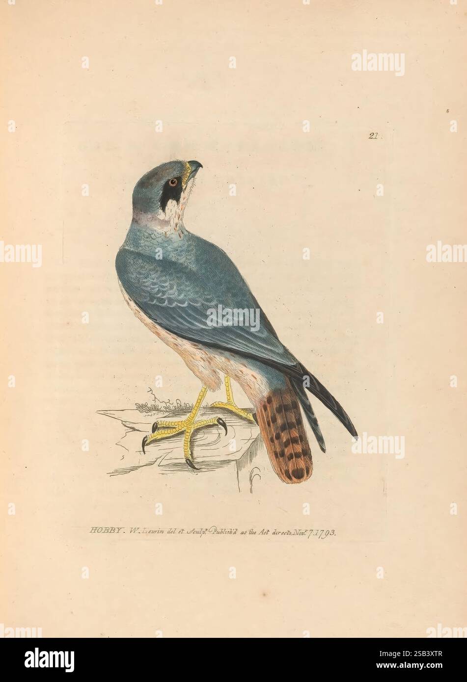 Most Streamlined Bird Nuanced reddish brown markings hi-res stock photography and images - Alamy