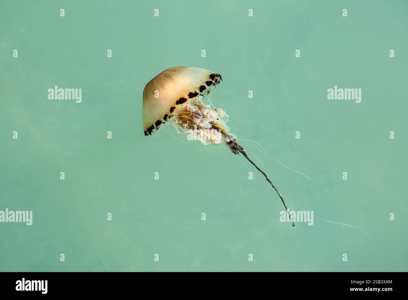 Compass jellyfish, Chrysaora hysoscella, at the British coast. Stock Photo