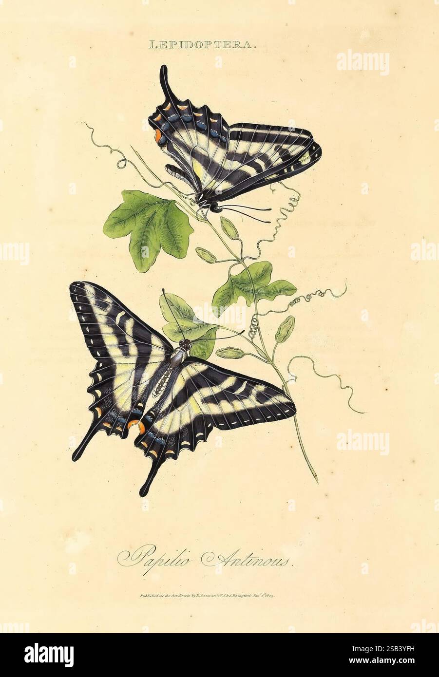 Polynesia Insects An, epitome, of, the, natural, history, of, the, insects, of, New ...