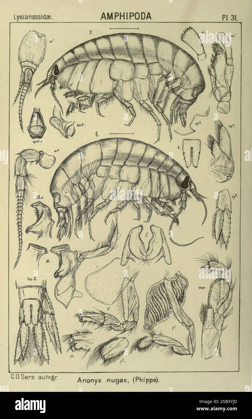 Crustaceans Multiple Image Multiple labeled anatomical diagrams hi-res stock photography and ...